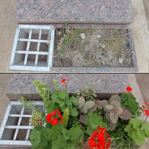 maceta-2-1.jpg Replacing plants in flowerbed